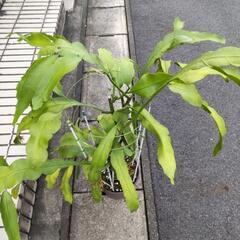 月下美人の画像