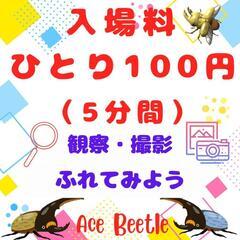 BigCage大きな虫かごで遊ぼう/入場料ひとり５分１００円の画像
