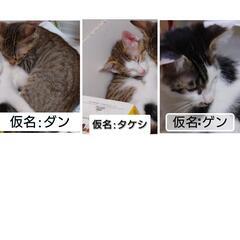 猫の里親募集