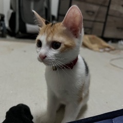7/25生まれのメス三毛猫ちゃん貰ってください