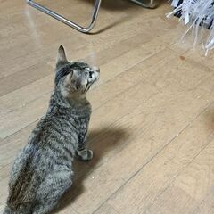 人懐っこさ抜群★チャーミングなキジちゃん - 猫