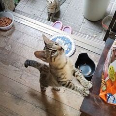 人懐っこさ抜群★チャーミングなキジちゃん − 奈良県