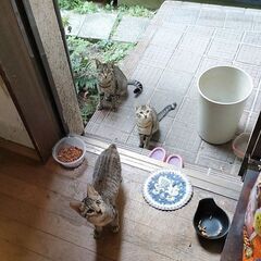 人懐っこさ抜群★チャーミングなキジちゃん - 里親募集