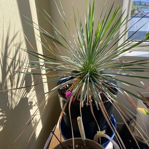 観葉植物 ユッカロストローダ 2株 セット オマケ子株付き。