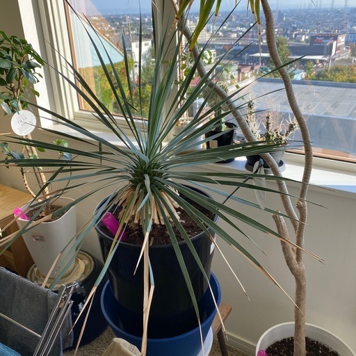 観葉植物　ユッカロストローダ 2株 セット　オマケ子株付き。