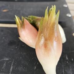 秋みょうが5個