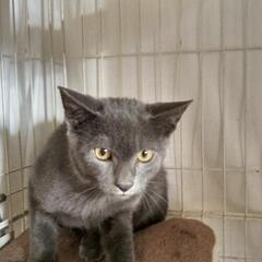 ロシアンブルーに似たシャルトリューの子猫