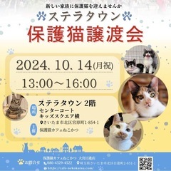 10/14（月・祝）ステラタウン保護猫譲渡会