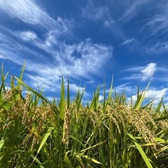 令和6年度産　新米！きぬむすめ　にじのきらめき 玄米30キロ　1...