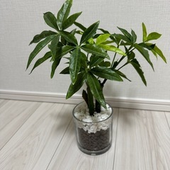 【フェイクグリーン】パキラの画像
