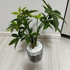 【フェイクグリーン】パキラの画像