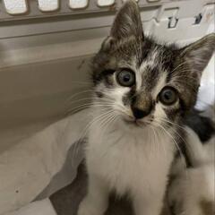 キジ白ちゃん🐈️ご家族に迎えてください😽