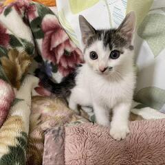 ご家族に迎えてください😽