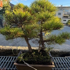 盆栽②松