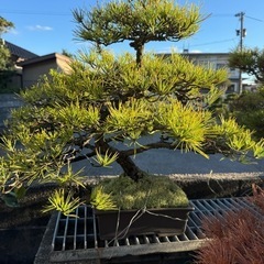 盆栽③
