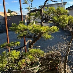盆栽⑤