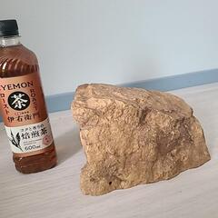 リクガメさんのシェルターの画像