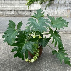 観葉植物（寄せ植え）