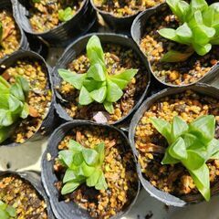 多肉植物　ハオルチア　レツーサ