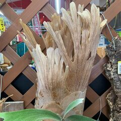 ビカクシダ(コウモリラン）モンキーノース 板付け｜観葉植物