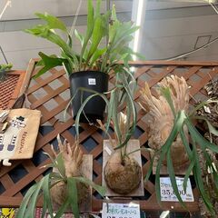 ウィンキー板付け　ビカクシダ① 小さな苗の板付け ビカクシダウィリンキー セルソ タツタ