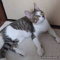 ４月生まれキジシロ・オス・ワクチン接種済