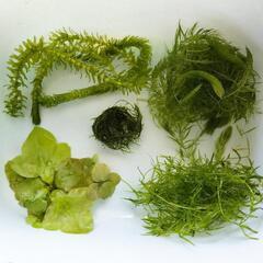 【お買い得‼️】水草ミックスセット、だいたい写真の量