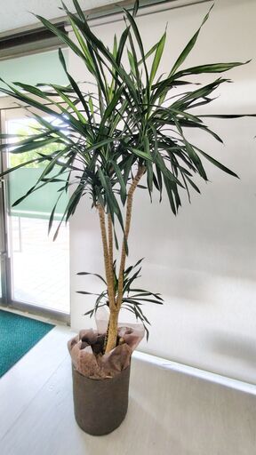 観葉植物