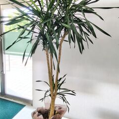 観葉植物