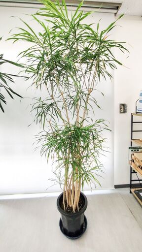 観葉植物