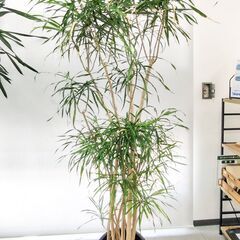 観葉植物