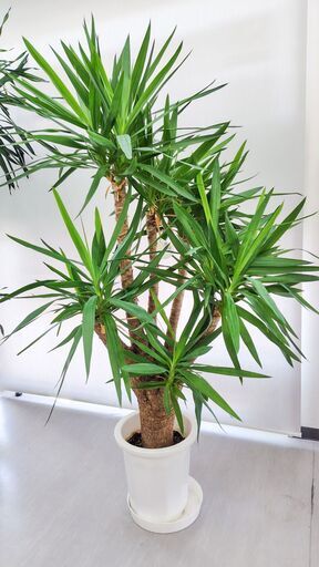 観葉植物