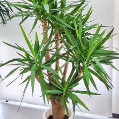 観葉植物