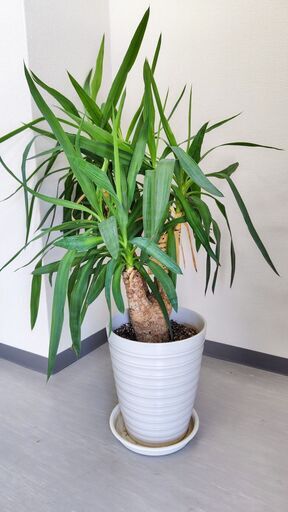 観葉植物