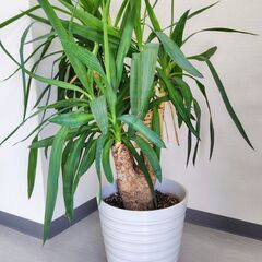 観葉植物