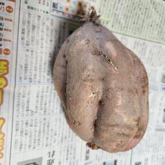 さつまいも