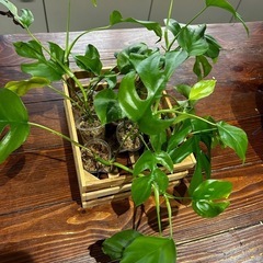 姫モンステラ　発根、活着済み！の画像