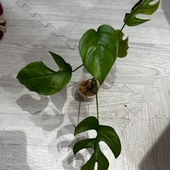 姫モンステラ　発根、活着済み！の画像