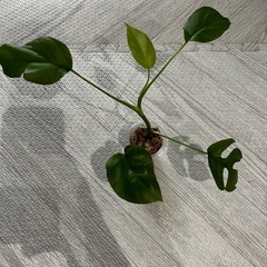 姫モンステラ　発根、活着済み！の画像