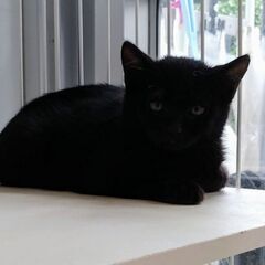 黒猫ちゃん