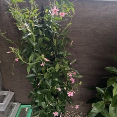 観葉植物ですの画像
