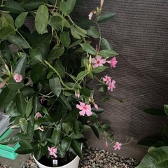 観葉植物です