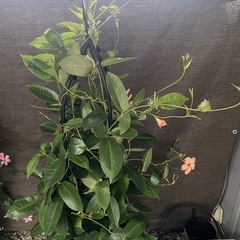 観葉植物(2)