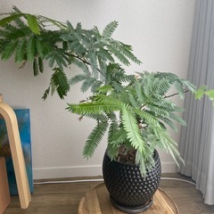 観葉植物　エバーフレッシュ　約70cm

