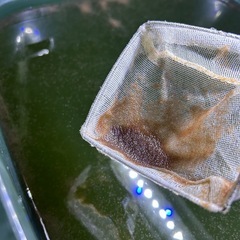 【予約順にお渡ししていきます】金魚の稚魚やメダカに！タマミジンコ...