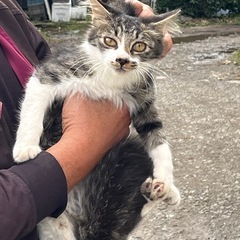 少し毛の長い子猫の里親を探しています