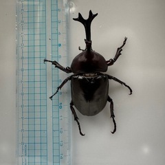 【新規受付停止中】国産カブトムシ幼虫　差し上げますの画像