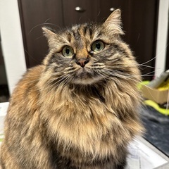 見つかりました！ありがとうございます