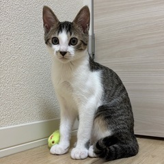里親さん募集しています/•᷅‎‎•᷄\੭