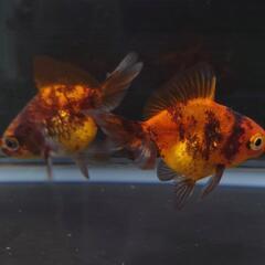 🐟️ショートテール琉金　タイガー❗️　２匹セット🉐